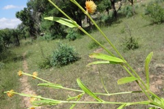 Allmania nodiflora